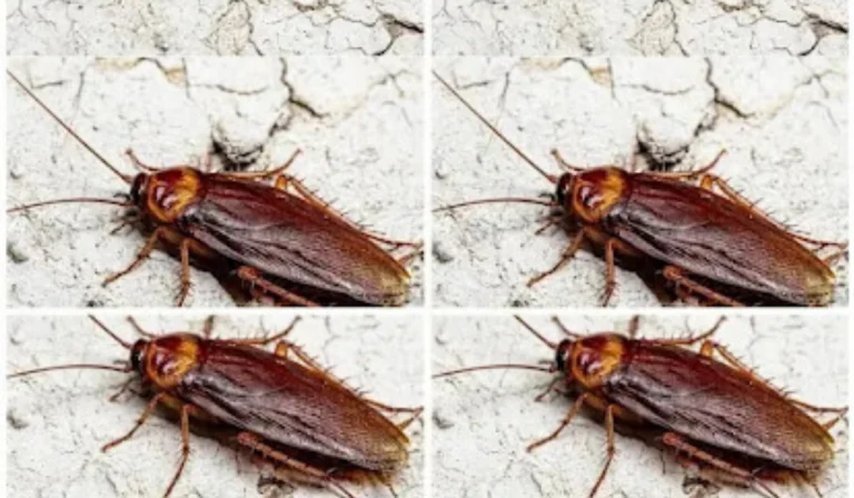 cockroaches-at-home-the-4-things-your-house-is-off cover