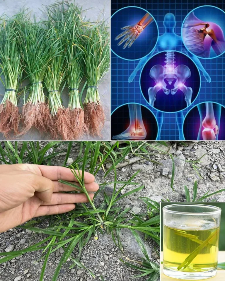 moringa-seeds-viral-health-claims-with-no-scientif cover