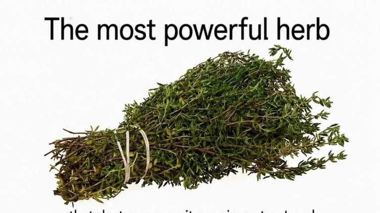 oil-of-oregano-vs-utis-what-lab-science-really-sho cover