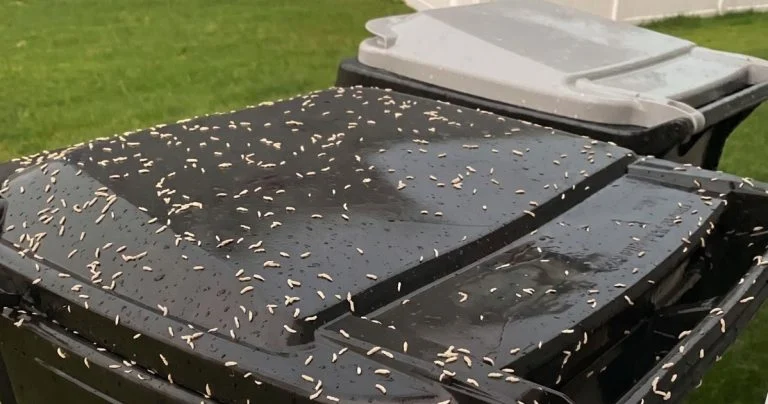 those-tiny-white-worms-in-your-trash-are-probably- cover