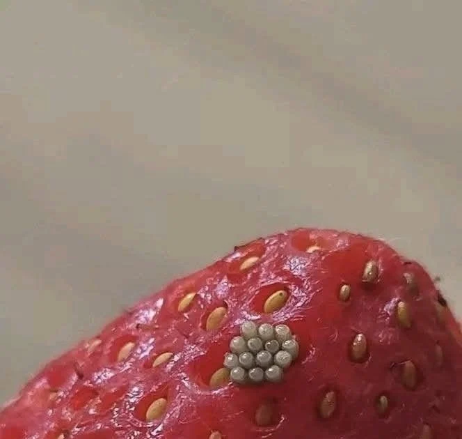 those-white-worms-in-your-strawberries-what-they-a cover