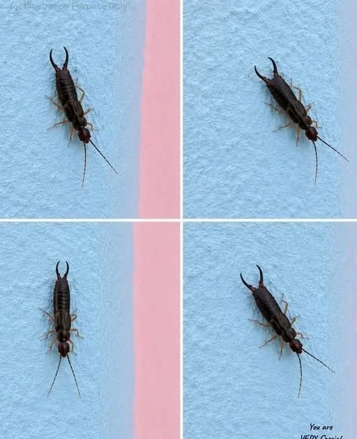 tiny-bug-in-your-kitchen-what-it-is-and-how-to-get cover