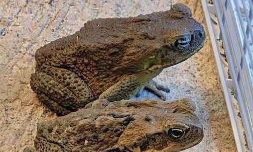 a-toad-in-your-garden-is-actually-a-natural-pest-c cover
