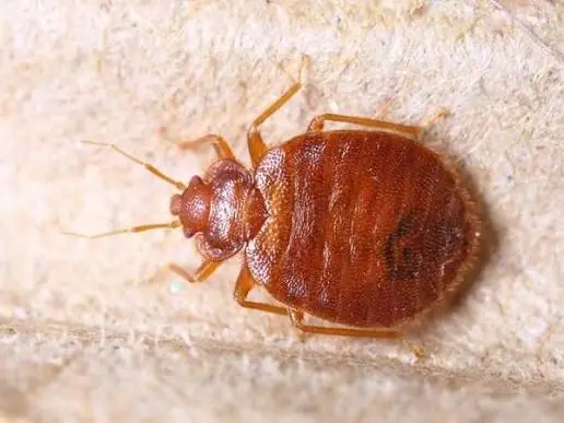 bedbugs-how-to-spot-them-stop-them-from-spreading- cover