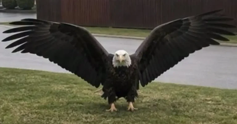giant-mystery-bird-over-texas-what-witnesses-saw-a cover