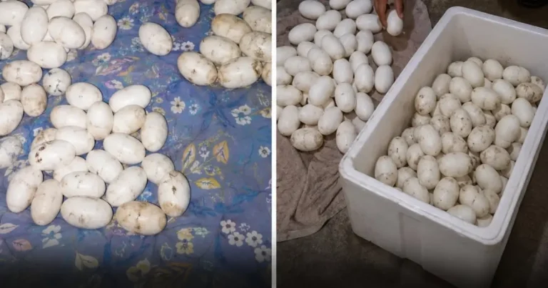 he-came-home-after-6-months-to-find-100-eggs-on-hi cover