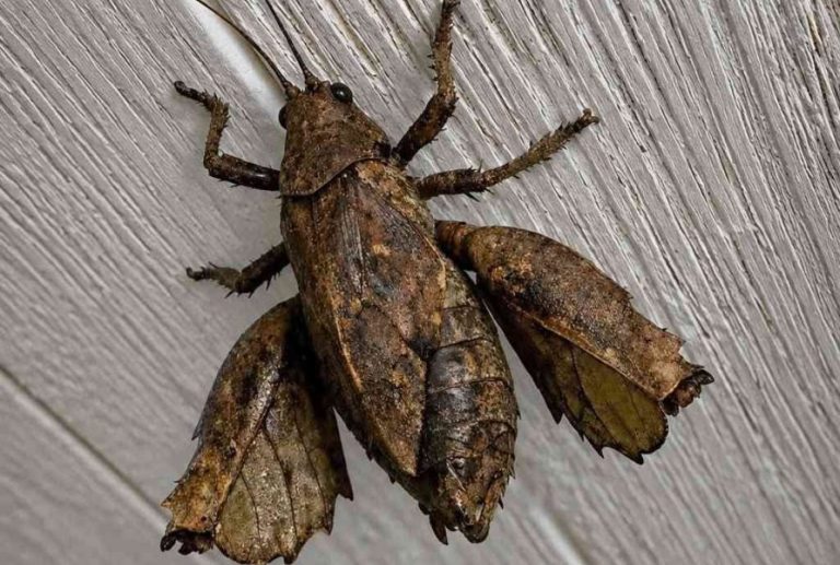 that-strange-brown-bug-in-your-home-is-harmless-he cover